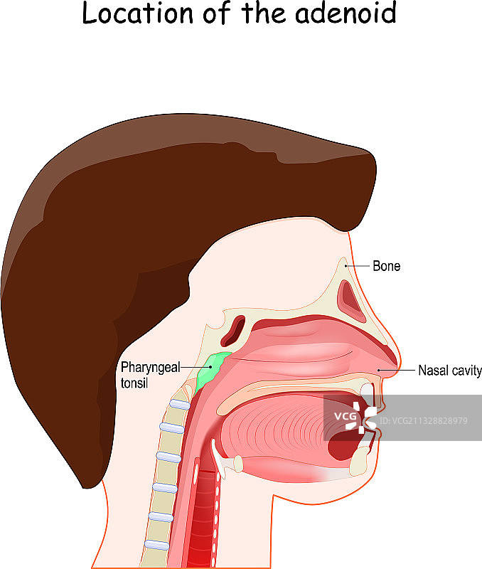 腺样部位淋巴系统图片素材