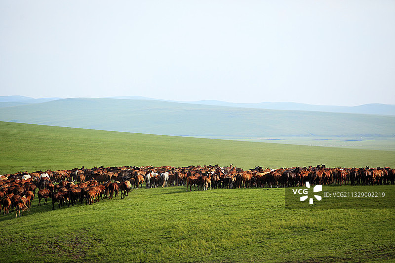 草原牧场上的马群图片素材