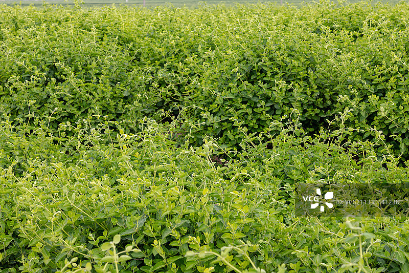 河南省濮阳市清丰县农田种植的金银花、忍冬、夏天、成长的金银花图片素材