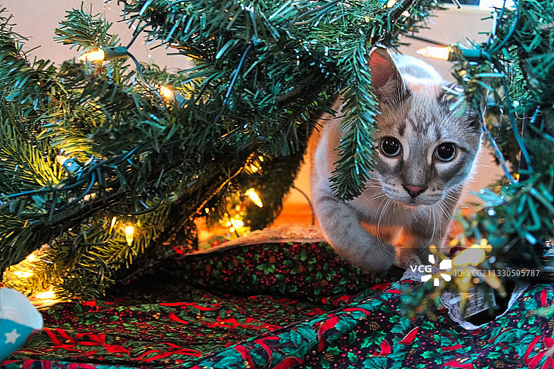 猫的肖像坐在照亮的圣诞树在家里图片素材