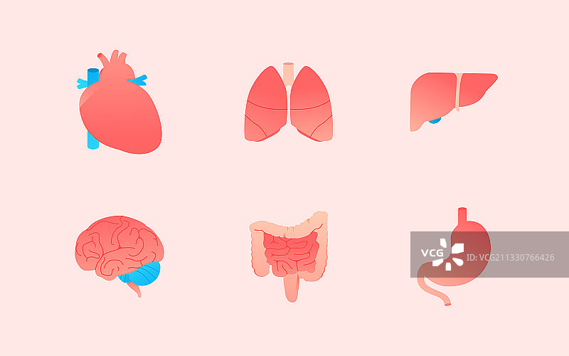 医疗健康身体器官疾病预防心肺肠胃矢量插画图片素材