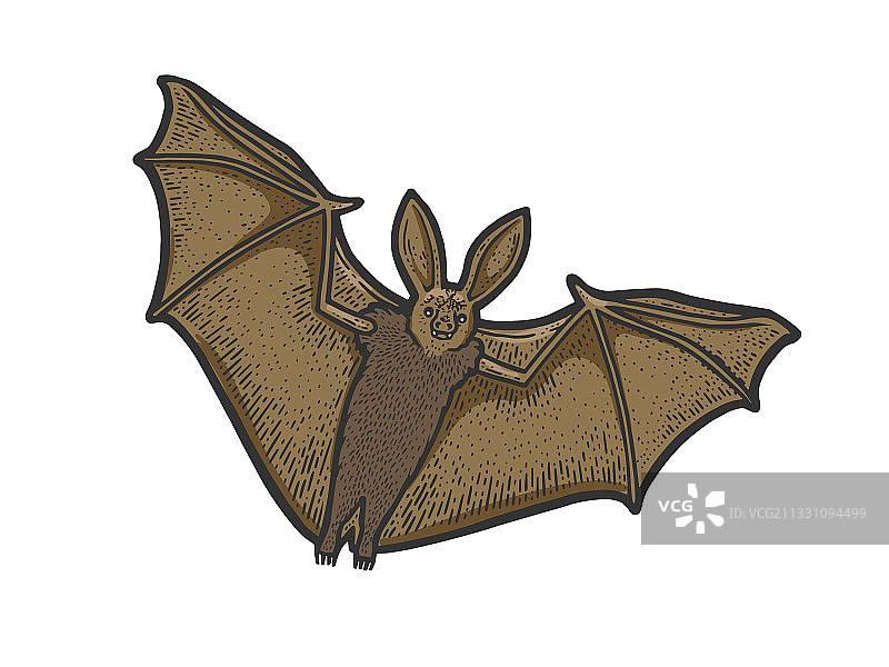 飞行的蝙蝠草图图片素材