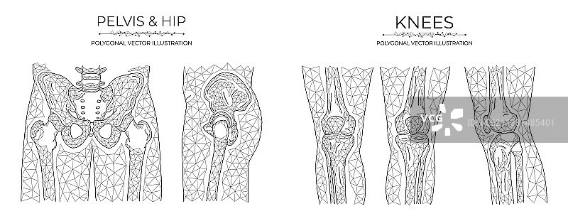 骨盆和膝关节的多边形解剖模型图片素材