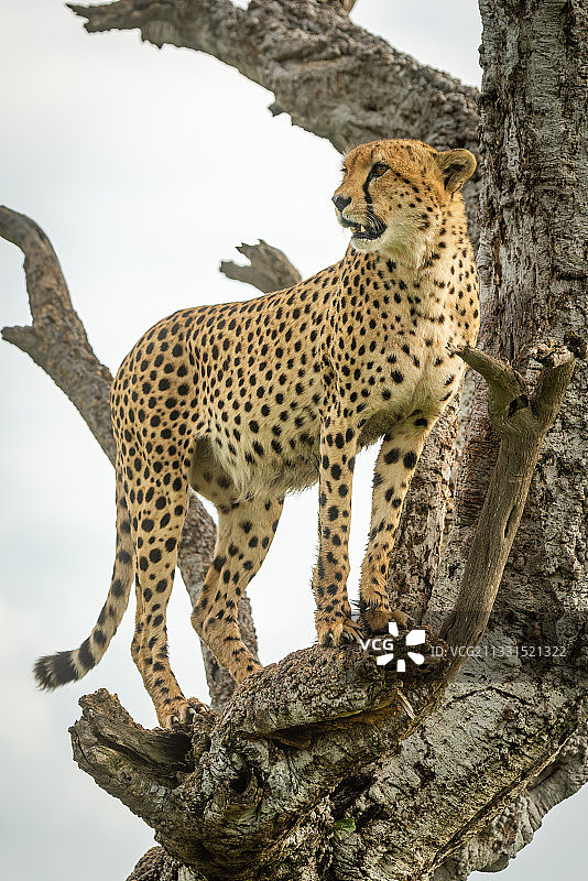 低角度的猎豹放松在树上，纳洛克，肯尼亚图片素材