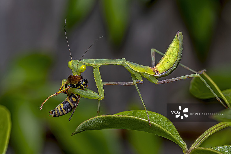 新西兰树叶上的昆虫特写图片素材
