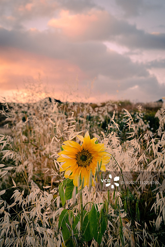 田野上黄色开花植物的特写，映衬着天空图片素材