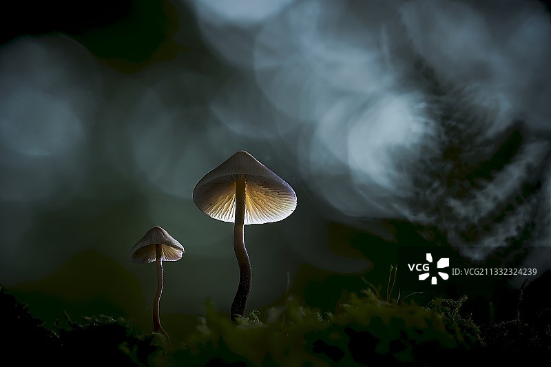 蘑菇生长在田野的特写图片素材