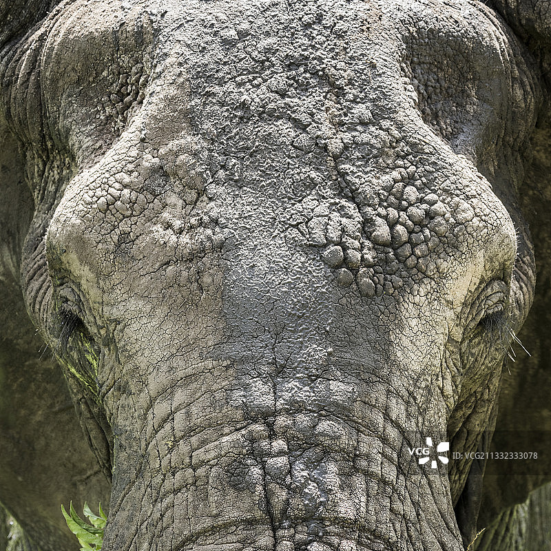 非洲象的特写，坦桑尼亚的塔兰吉图片素材