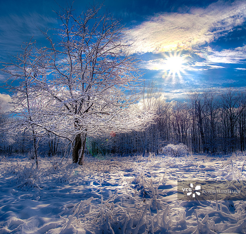 加拿大安大略省渥太华，白雪覆盖的田野上的树木映衬着天空图片素材