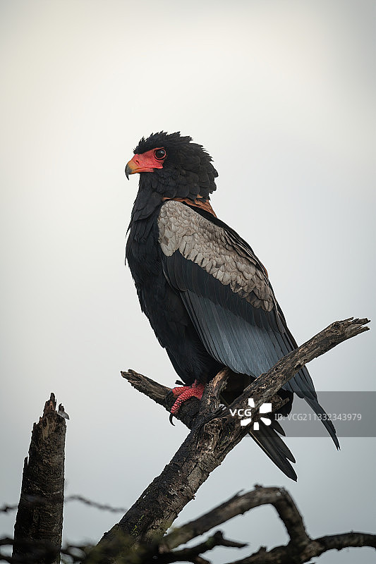 低角度视图的鹰栖息在树枝上对天空，纳洛克，马赛马拉，肯尼亚图片素材