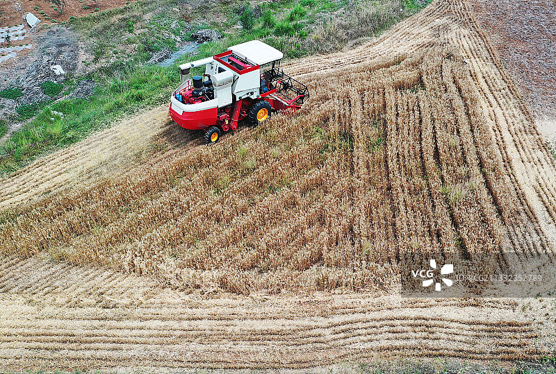 联合收割机在山东枣庄山亭区麦田里收获小麦图片素材
