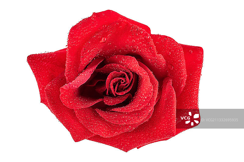 白背景上一朵红玫瑰特写图片素材