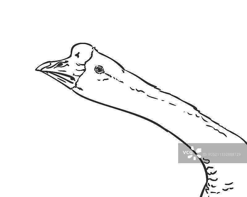 画中国鹅头在长颈素描图片素材