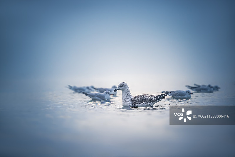 海鸥在清澈的天空下在湖中游泳的特写图片素材