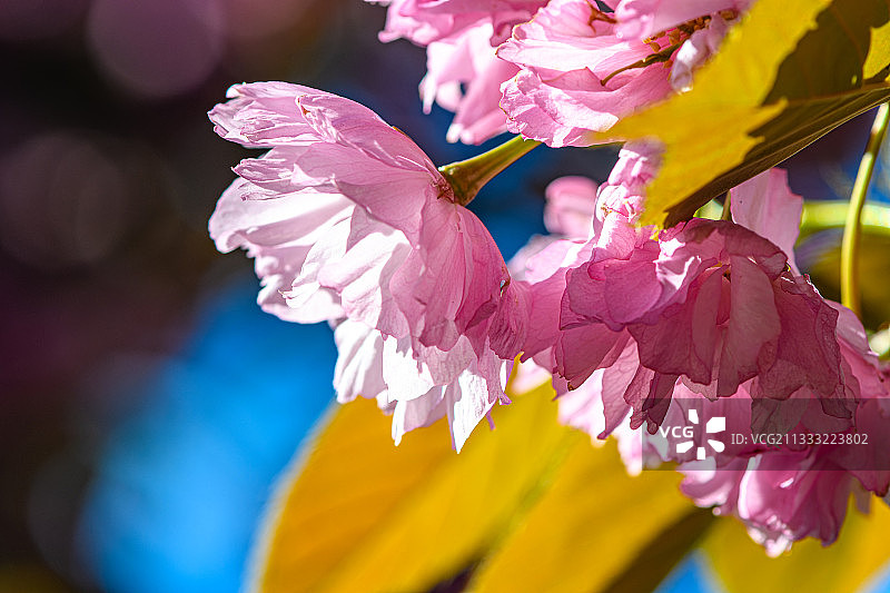 特写的粉红色开花植物图片素材