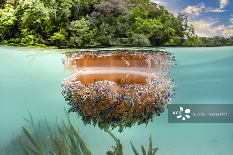 表面倒立水母，仙后座仙女座，日松湾，密克罗尼西亚，帕劳图片素材