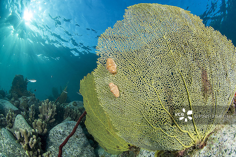 火烈鸟舌蜗牛(Cyphoma gibbosum)在金星海扇(柳珊瑚)上，在萨洛蒙角的海底路径，在马蒂尼克自然海洋公园。图片素材
