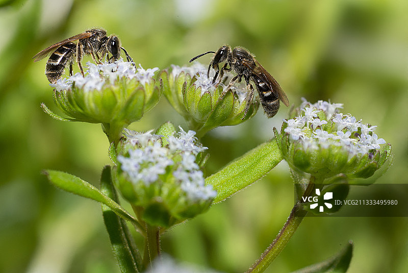 采蜜蜂(lasioglosum marginatum)雌蜂在羊的莴苣(缬草)花上，孤独的蜜蜂，北弗日地区自然公园，法国图片素材