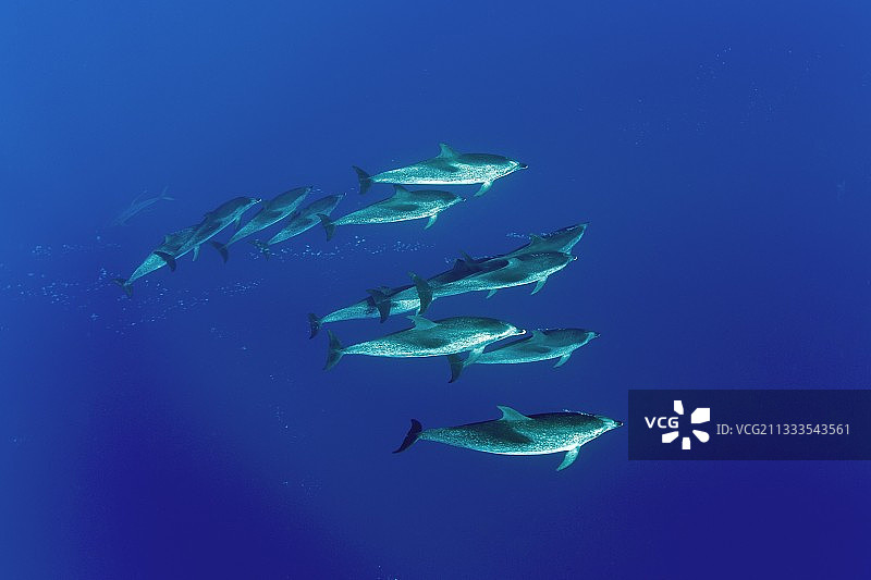 在大西洋亚速尔群岛，圣玛利亚岛东北27英里处，福米加斯岛潜水点，一大群大西洋斑点海豚图片素材
