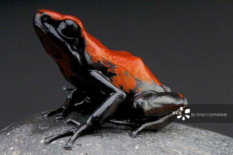 水花背毒蛙(半乳糖蛙)在黑色背景图片素材