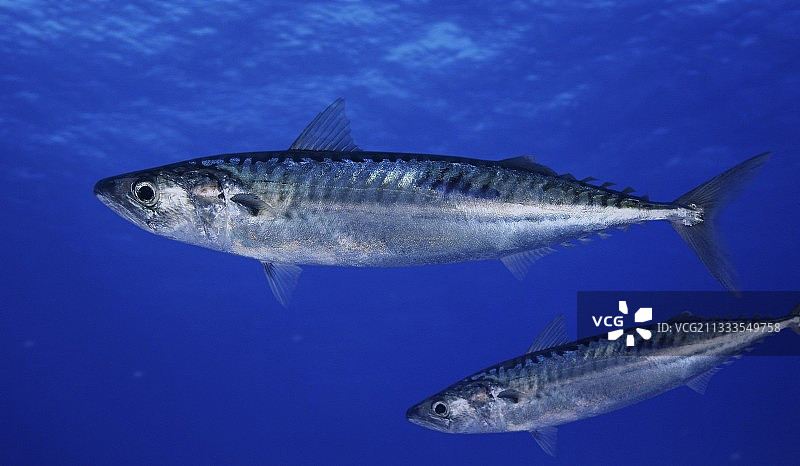 大西洋鲭鱼。侧面图。合成图像。葡萄牙的亚速尔群岛……合成图像图片素材