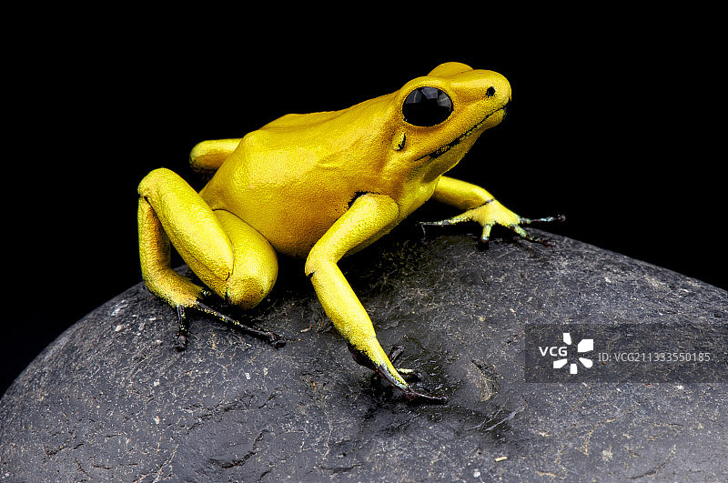 金色飞镖青蛙，哥伦比亚图片素材