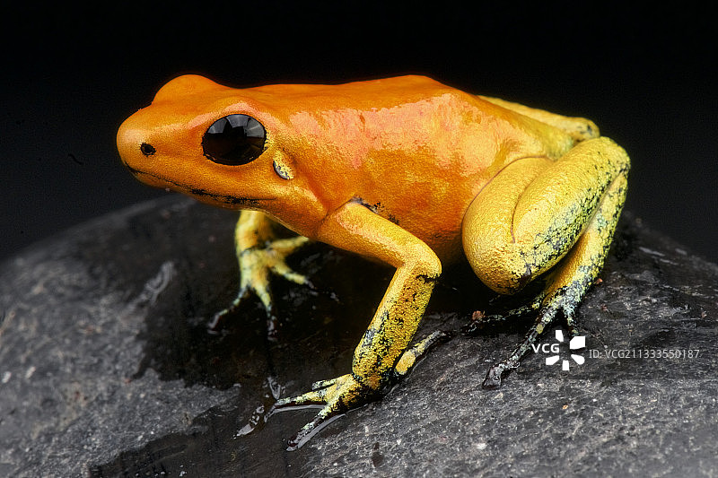 金箭蛙“橙色形态”(恐怖叶蛙)，哥伦比亚图片素材