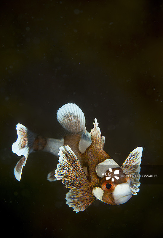 南太平洋瓦努阿图，毛齿刺刺鱼幼鲨图片素材