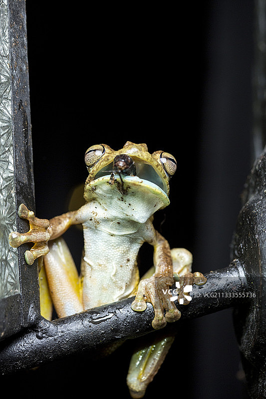 罗森博格的树蛙(Hypsiboas rosenbergi)正在一所房子附近吃象鼻虫，Chocó哥伦比亚，厄瓜多尔图片素材