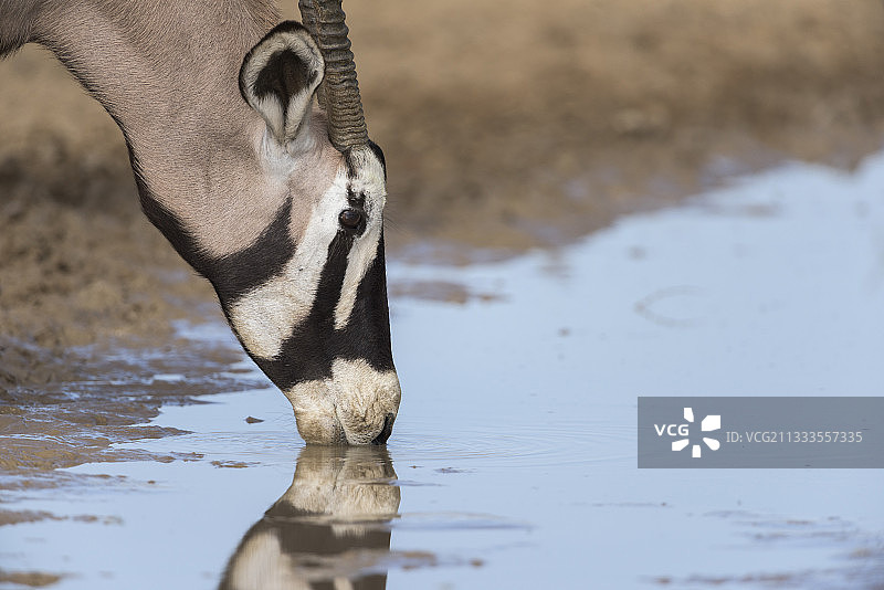 大羚羊(羚羊)在水点饮水，卡拉加迪，南非图片素材