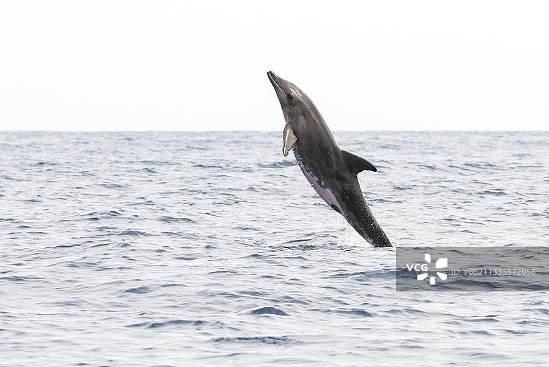 粗齿海豚(短齿海豚)。游戏，跳上水面。加那利群岛的耶罗岛。图片素材