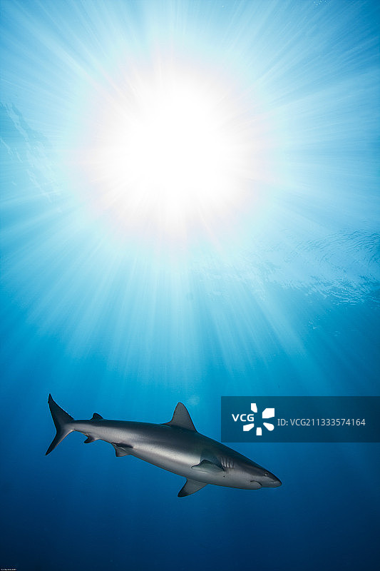 右图法属波利尼西亚塔希提岛阳光下的灰礁鲨图片素材
