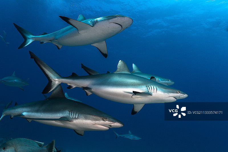 左图，法属波利尼西亚塔希提岛，一组灰色鲨鱼在蓝色水域中游动图片素材