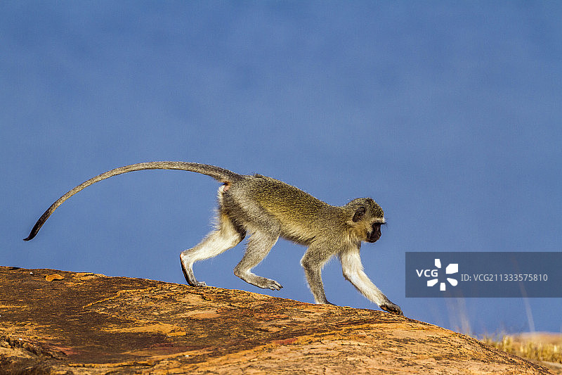 南非克鲁格国家公园的长尾猴图片素材