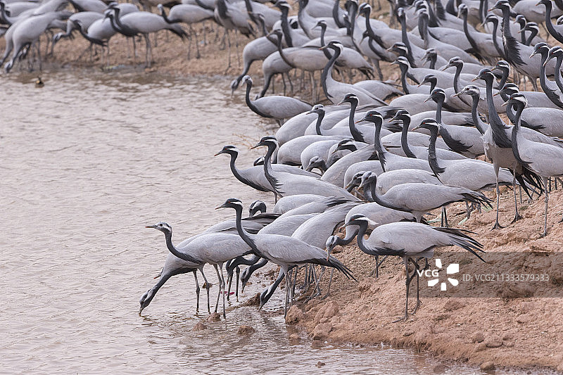 河堤上的鹤Demoiselle Crane(人类处女座)。基昌村位于印度拉贾斯坦邦塔尔沙漠，自1970年以来，这里的居民每年冬天都会给过冬的鹤喂食图片素材
