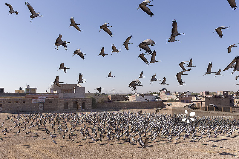 鹤类(人类类人猿处女)在村子里觅食。基昌村位于印度拉贾斯坦邦塔尔沙漠，自1970年以来，这里的居民每年冬天都会给过冬的鹤喂食图片素材