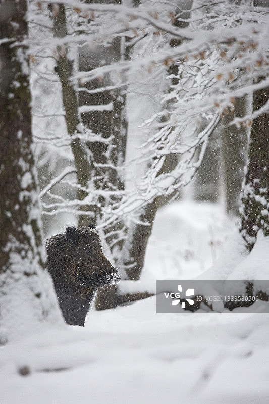 比利时阿登白雪覆盖的灌木丛中的野猪图片素材