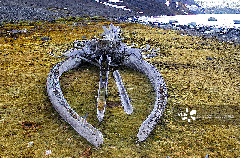 鲸鱼骨架，骨骼仍然在费拉兹指挥官基地(巴西)。南极半岛。图片素材