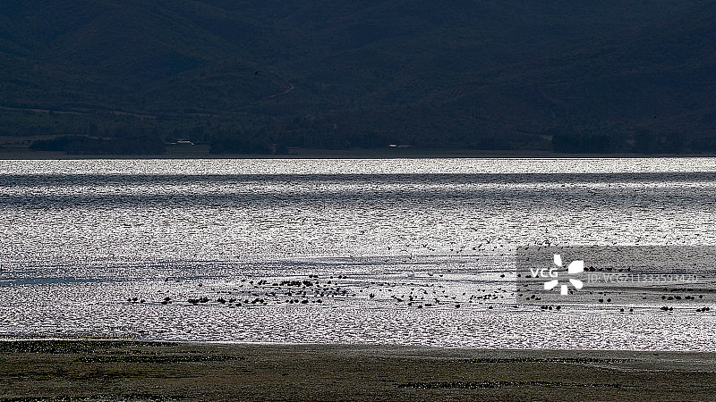 希腊科基尼湖秋季野鸭迁徙群图片素材