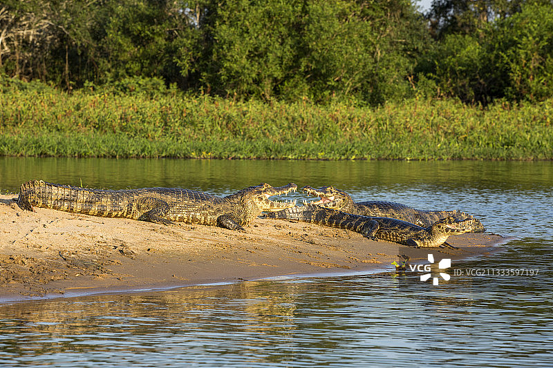 Yacare凯门鳄躺在海滩上温暖的太阳(凯门鳄Yacare)，葡萄牙语称为jacare是凯门鳄的一种发现在南美洲中部，巴拉圭河，潘塔纳尔湿地，马托格罗索，巴西图片素材