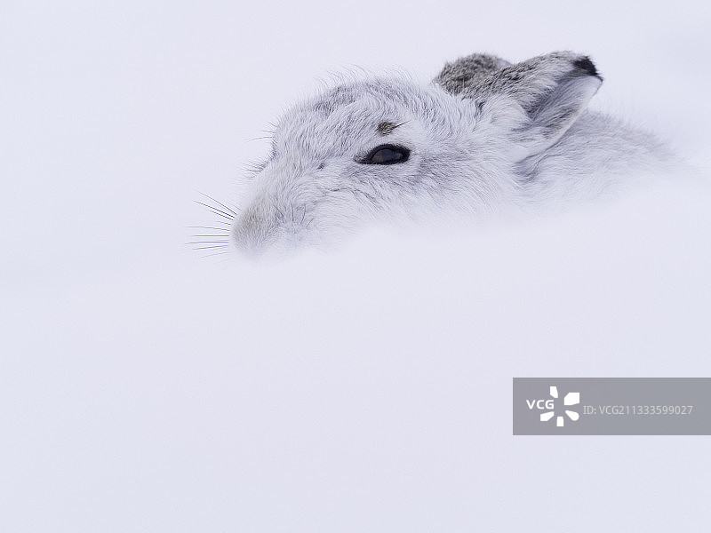 英国凯恩戈姆国家公园里一只令人惊叹的山兔。图片素材