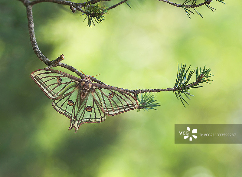 法国上阿尔卑斯的一种松(松属松属)树枝上的一种月蛾图片素材
