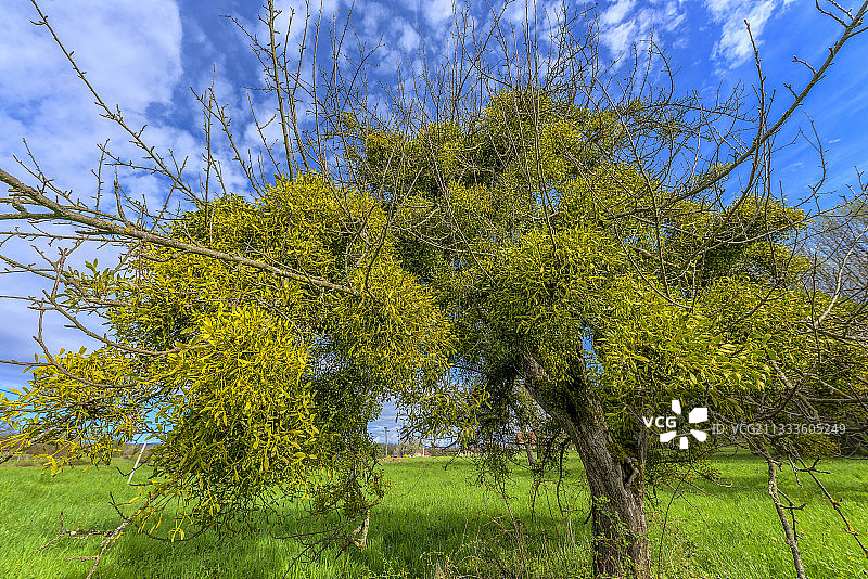 法国艾因省阿特弥尔地区，一棵覆盖着槲寄生的老苹果树(Viscum album)图片素材