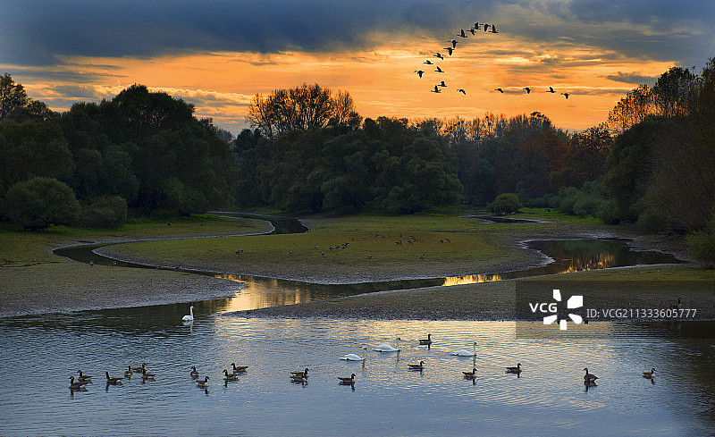 法国阿尔萨斯蒙希豪森莱茵河绍尔三角洲自然保护区大雁的迁徙图片素材