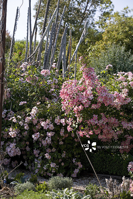 莫扎特玫瑰和Smarty和谐法国花园图片素材