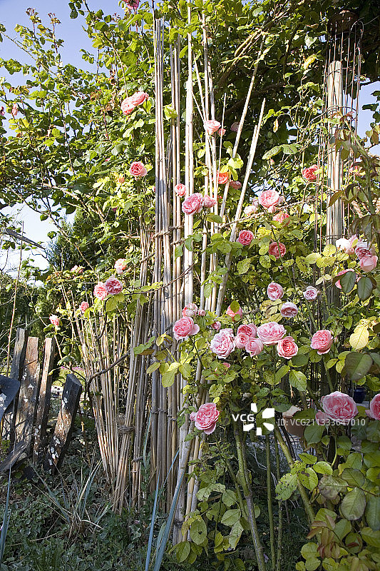 玫瑰“康士坦茨斯普瑞”爬上竹花园图片素材