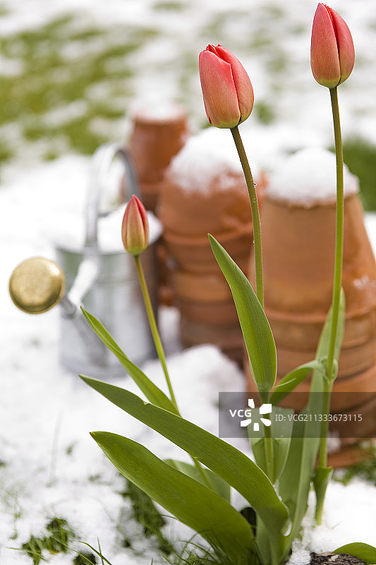 春天，白雪覆盖的花园中盛开着郁金香图片素材
