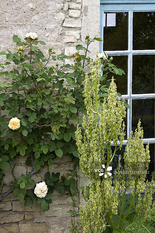 玫瑰和酢浆草在窗前的勃艮第图片素材