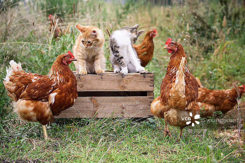 公鸡、母鸡和猫在花园的木盒上图片素材
