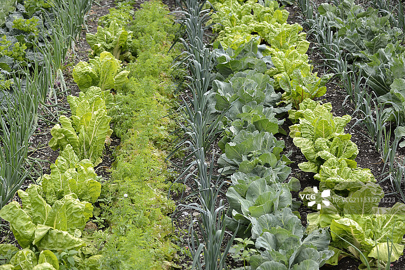 夏天的蔬菜花园-法国图片素材